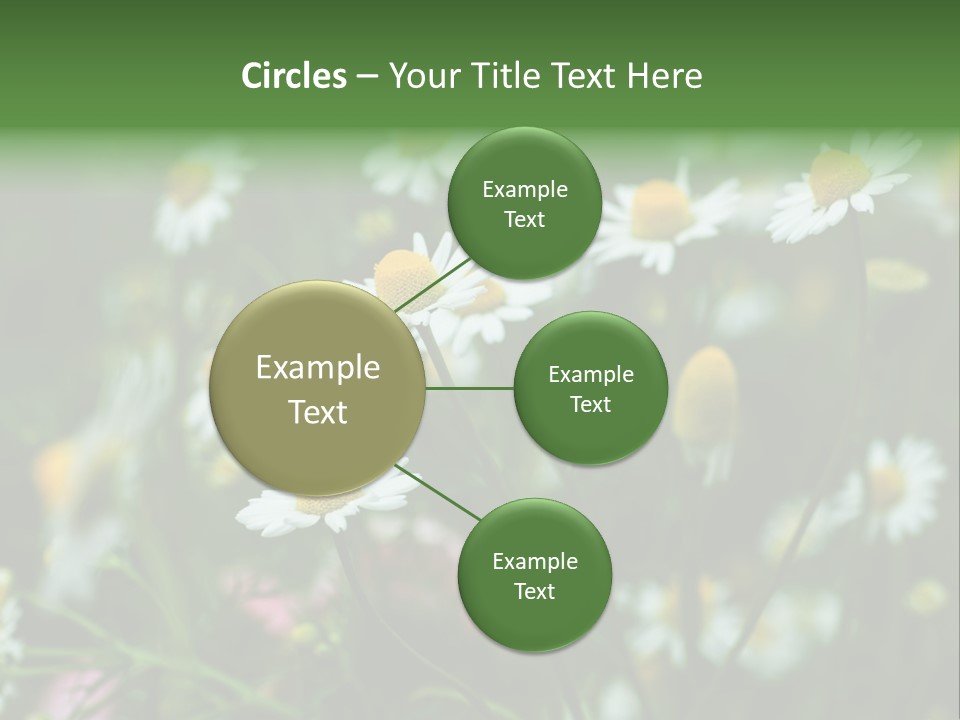 A Field Of Daisies PowerPoint Template