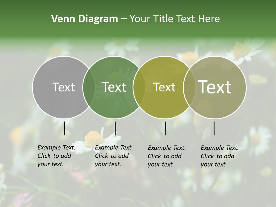 A Field Of Daisies PowerPoint Template