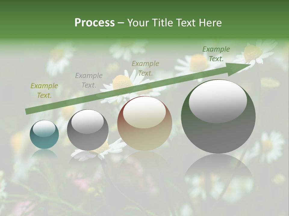 A Field Of Daisies PowerPoint Template