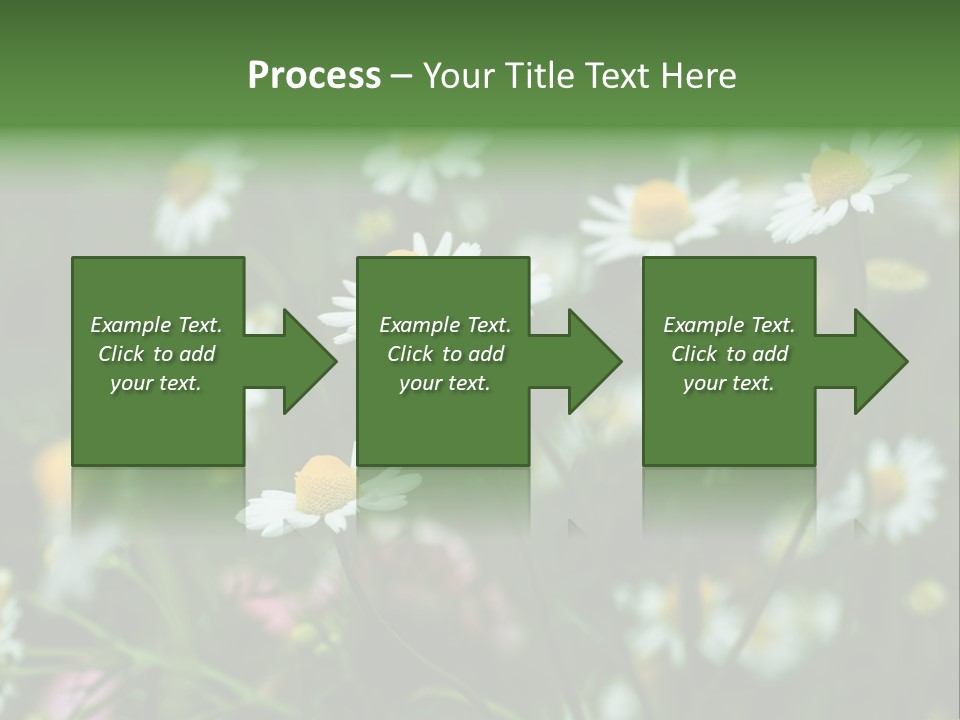 A Field Of Daisies PowerPoint Template
