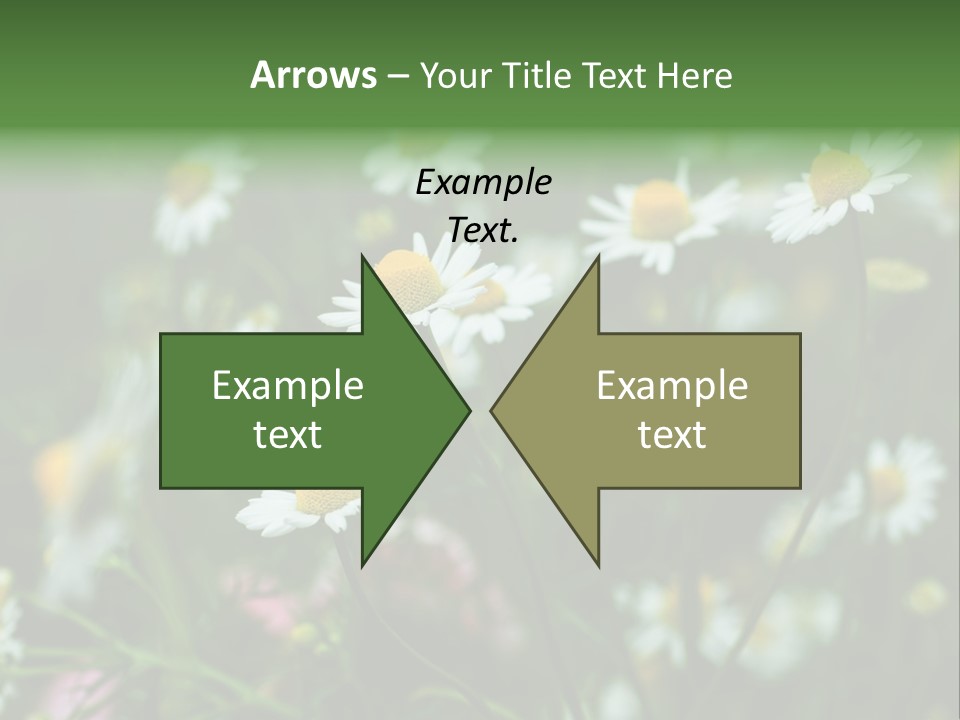 A Field Of Daisies PowerPoint Template