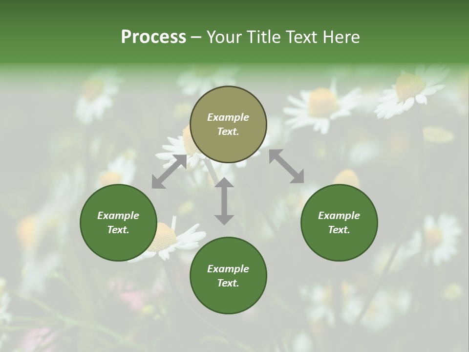 A Field Of Daisies PowerPoint Template