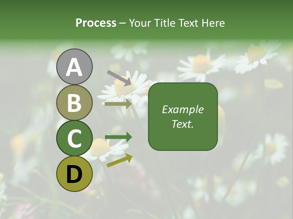 A Field Of Daisies PowerPoint Template