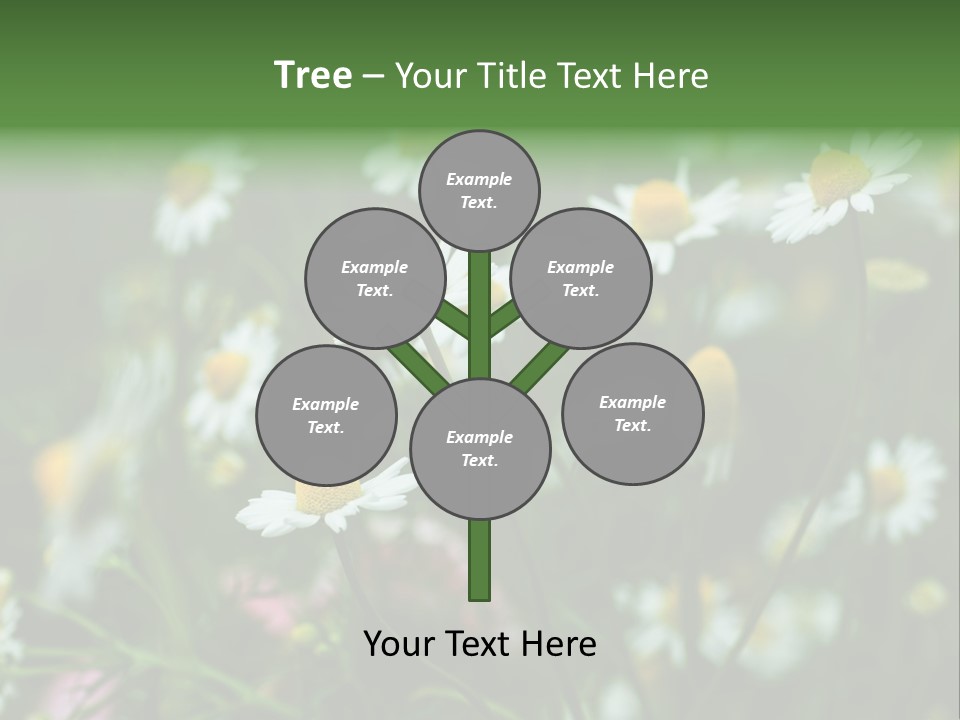 A Field Of Daisies PowerPoint Template