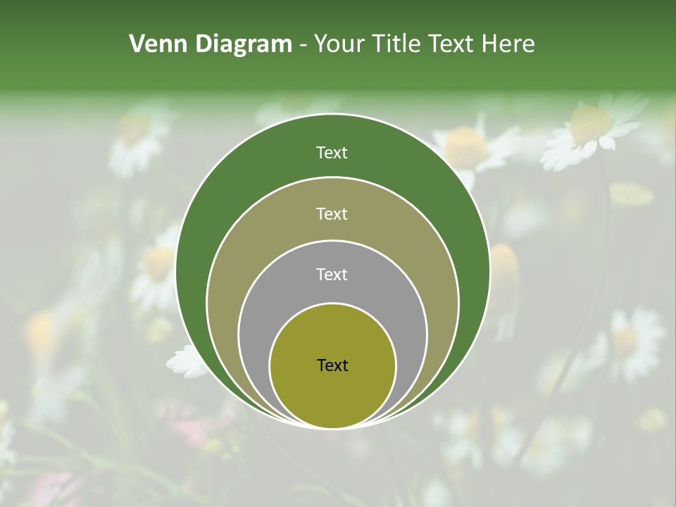 A Field Of Daisies PowerPoint Template