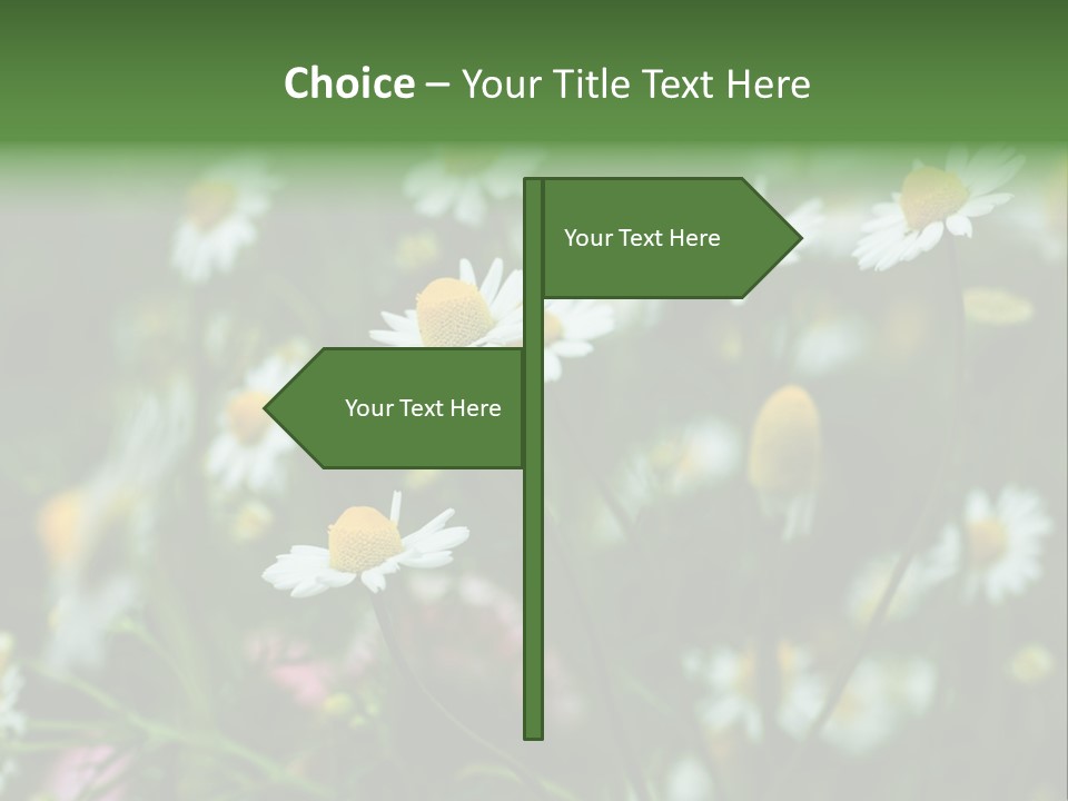 A Field Of Daisies PowerPoint Template
