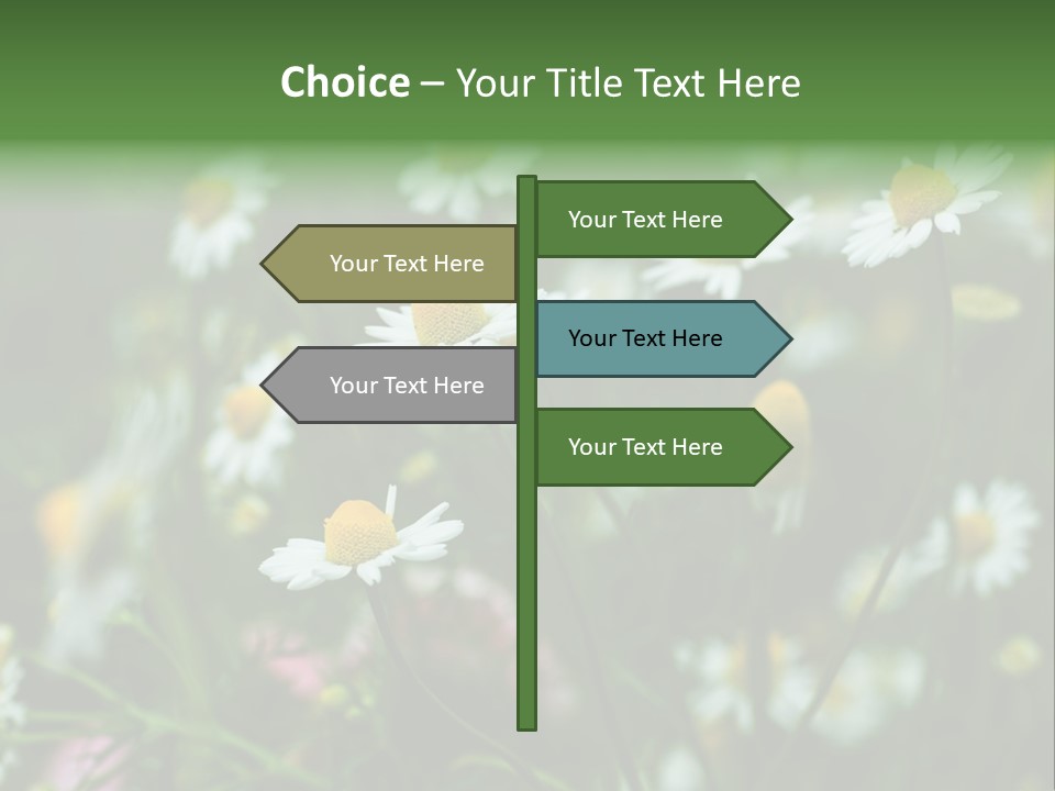 A Field Of Daisies PowerPoint Template