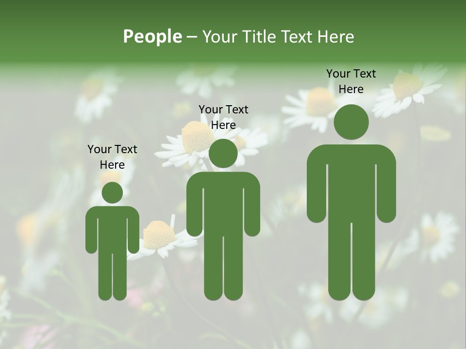 A Field Of Daisies PowerPoint Template