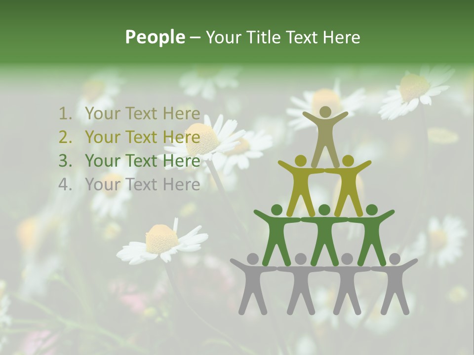 A Field Of Daisies PowerPoint Template