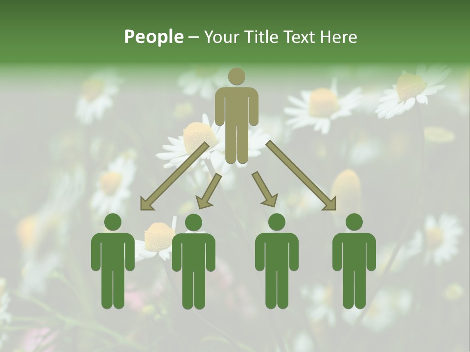 A Field Of Daisies PowerPoint Template