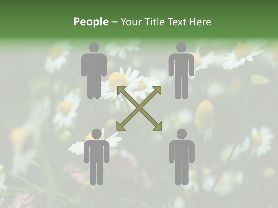 A Field Of Daisies PowerPoint Template