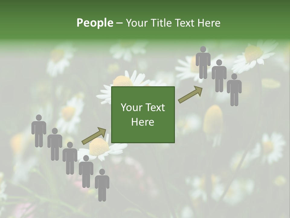 A Field Of Daisies PowerPoint Template