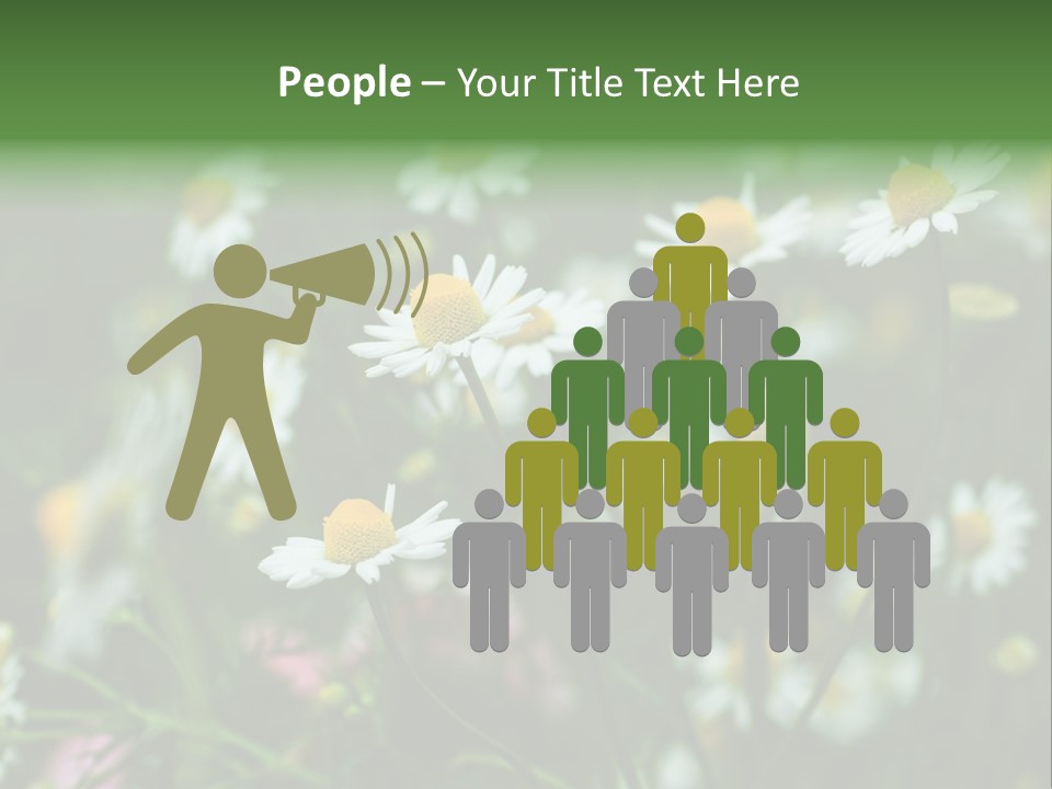 A Field Of Daisies PowerPoint Template