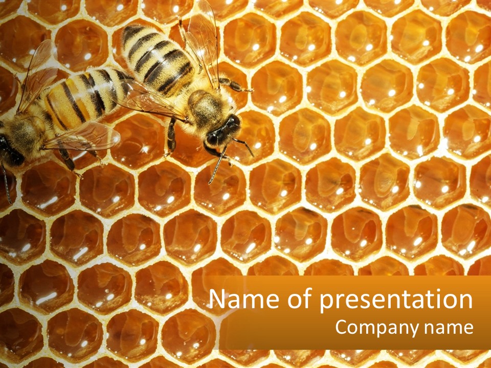 Bees On Combs PowerPoint Template