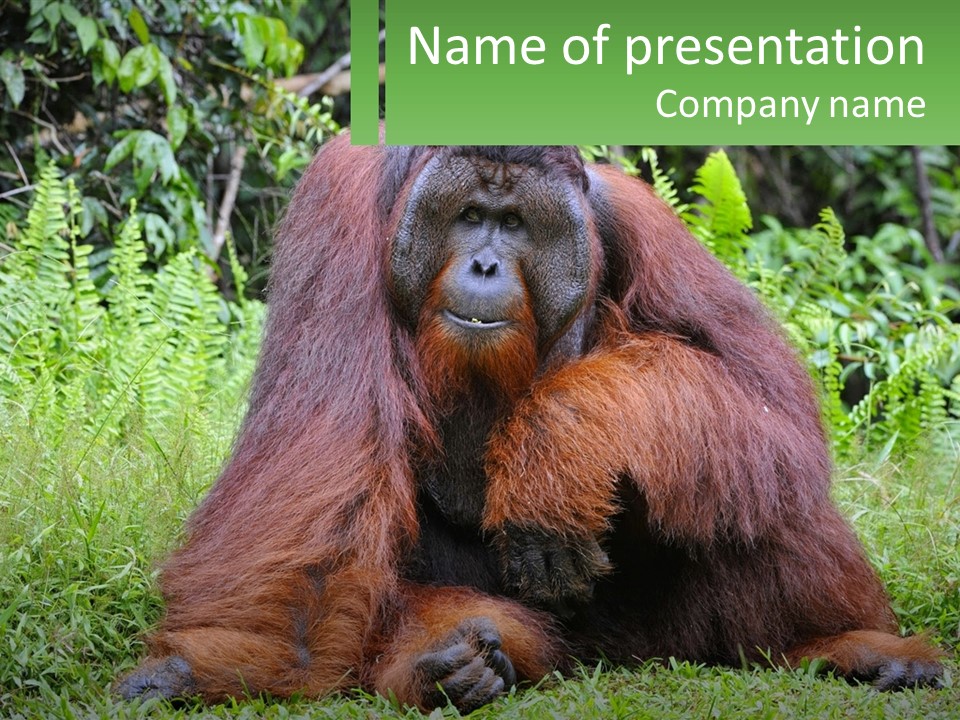 Orangutan PowerPoint Template