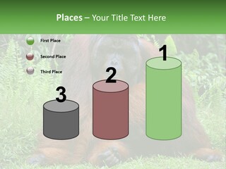 Orangutan PowerPoint Template