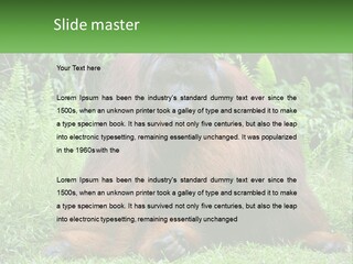Orangutan PowerPoint Template