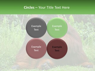 Orangutan PowerPoint Template