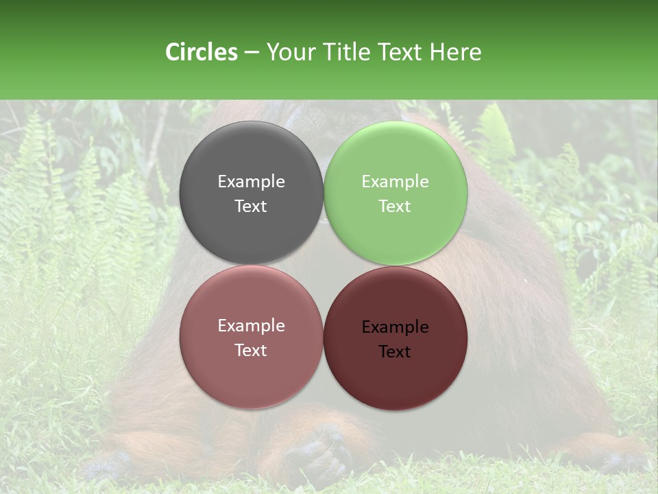 Orangutan PowerPoint Template