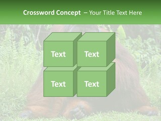 Orangutan PowerPoint Template