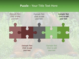 Orangutan PowerPoint Template