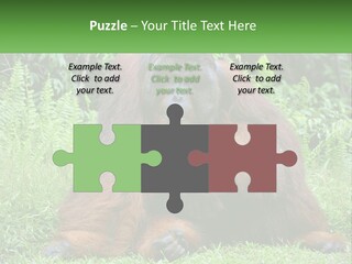 Orangutan PowerPoint Template