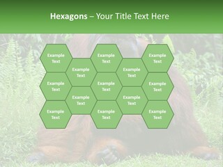 Orangutan PowerPoint Template