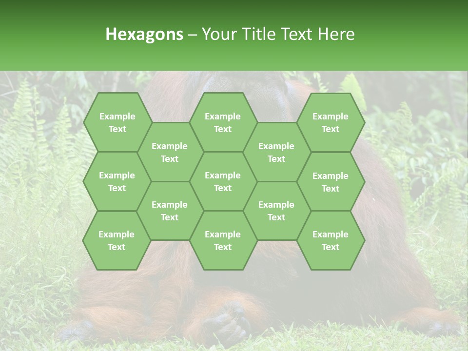 Orangutan PowerPoint Template