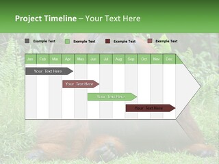 Orangutan PowerPoint Template