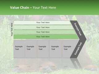 Orangutan PowerPoint Template