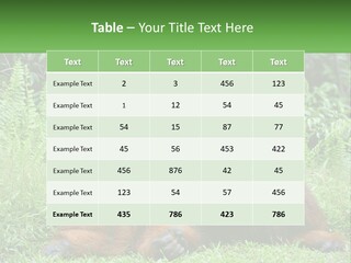 Orangutan PowerPoint Template