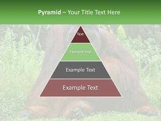 Orangutan PowerPoint Template