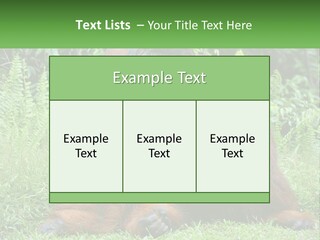 Orangutan PowerPoint Template