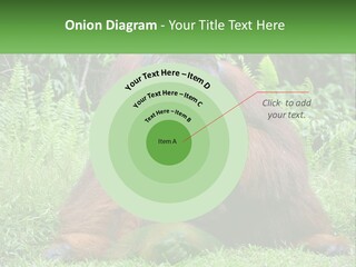 Orangutan PowerPoint Template