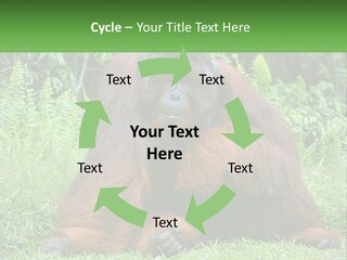 Orangutan PowerPoint Template