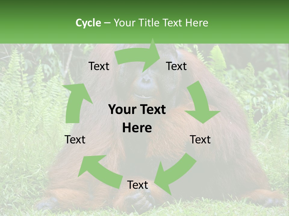 Orangutan PowerPoint Template