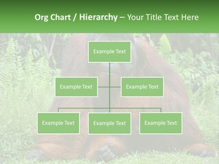 Orangutan PowerPoint Template