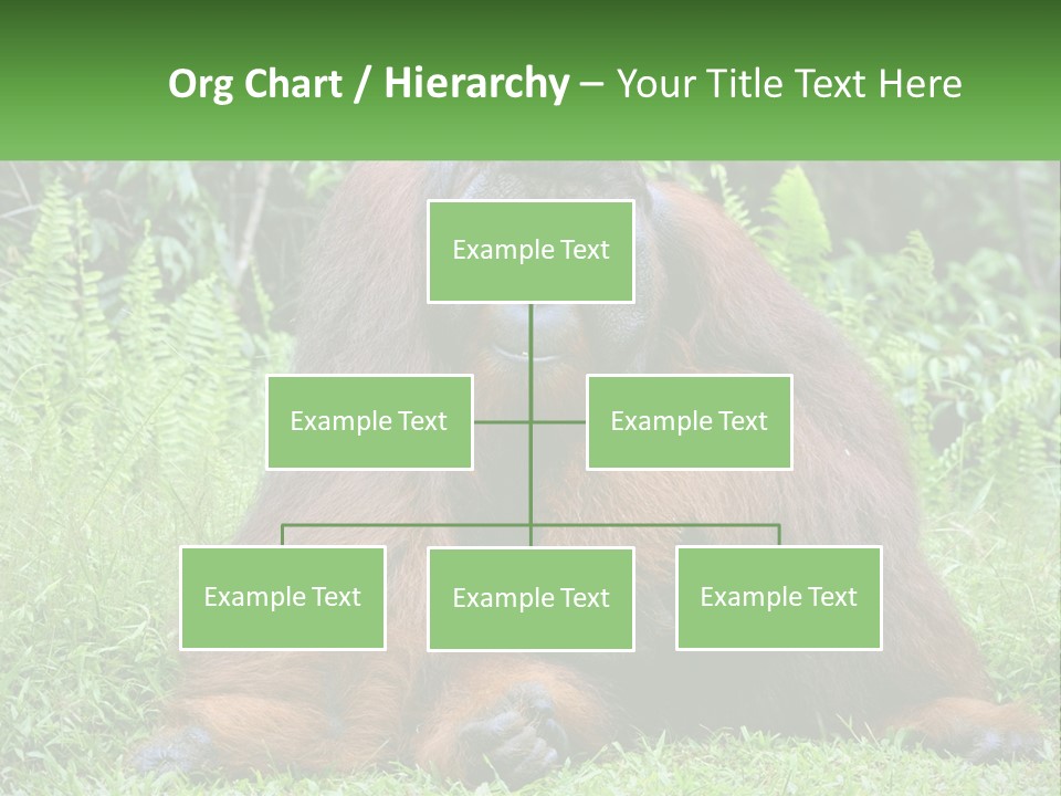 Orangutan PowerPoint Template