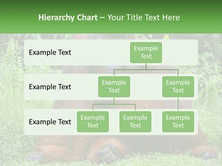 Orangutan PowerPoint Template