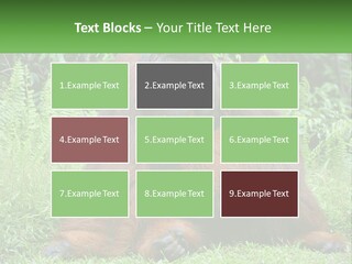 Orangutan PowerPoint Template