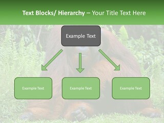 Orangutan PowerPoint Template