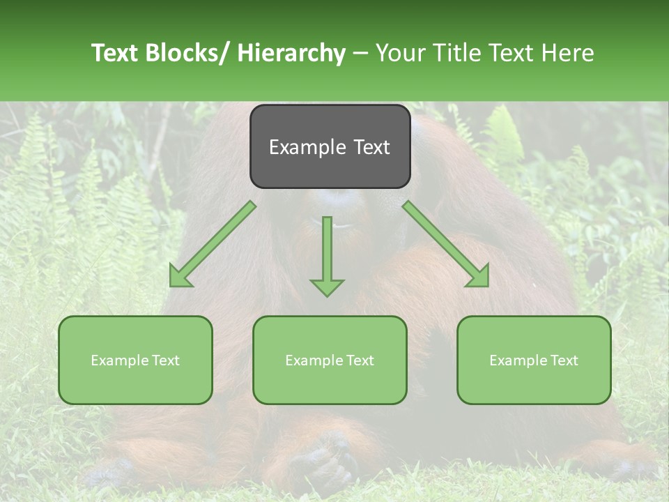 Orangutan PowerPoint Template