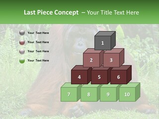 Orangutan PowerPoint Template