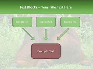 Orangutan PowerPoint Template