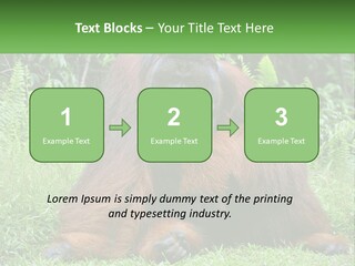Orangutan PowerPoint Template