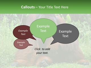 Orangutan PowerPoint Template