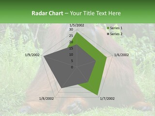 Orangutan PowerPoint Template