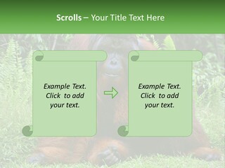 Orangutan PowerPoint Template