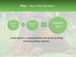 Orangutan PowerPoint Template