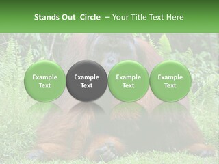 Orangutan PowerPoint Template